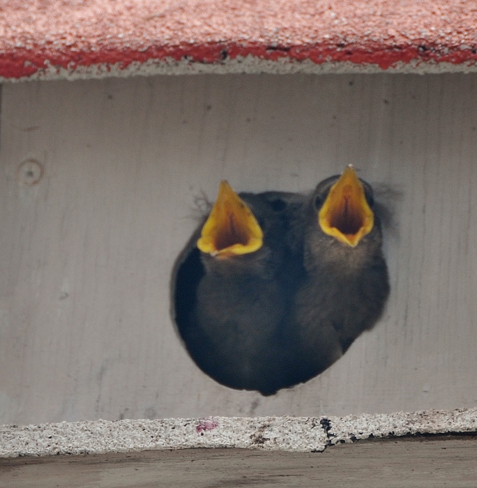 baby martins near to fledging